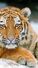 Tigers,Animals for Sony Xperia Z2