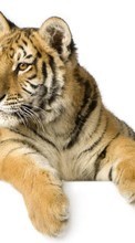 Tigers,Animals for LG GX200