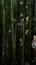 New 240x320 mobile wallpapers Animals, Tigers free download.