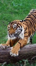 New 320x240 mobile wallpapers Animals, Tigers free download.