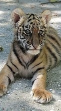 Animals, Tigers for Samsung Galaxy Star 2