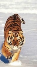 New mobile wallpapers - free download. Tigers,Animals,Winter picture and image for mobile phones.