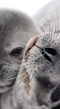 New mobile wallpapers - free download. Seals, Animals picture and image for mobile phones.