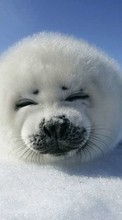 New mobile wallpapers - free download. Seals,Animals picture and image for mobile phones.