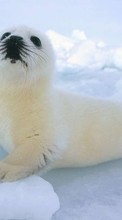 Seals,Animals