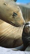New mobile wallpapers - free download. Seals,Animals picture and image for mobile phones.