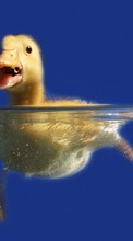 New mobile wallpapers - free download. Ducks,Animals picture and image for mobile phones.
