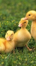 New mobile wallpapers - free download. Ducks,Animals picture and image for mobile phones.