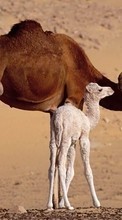 New mobile wallpapers - free download. Camels,Animals picture and image for mobile phones.