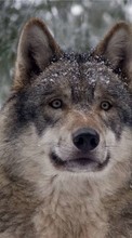 New mobile wallpapers - free download. Wolfs, Animals picture and image for mobile phones.