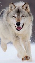 New mobile wallpapers - free download. Wolfs, Animals picture and image for mobile phones.