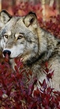 Wolfs,Animals for Meizu MX4