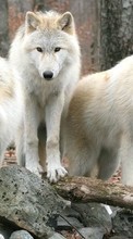 Wolfs,Animals for Samsung Galaxy Z Fold 2
