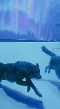 Wolfs,Animals for LG G Pad 10.1 V700