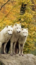 Wolfs,Animals for Asus MeMO Pad HD 7