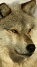 New mobile wallpapers - free download. Wolfs,Animals picture and image for mobile phones.