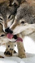 Wolfs,Animals for LG Optimus L3 E405