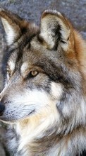 New 240x400 mobile wallpapers Animals, Wolfs free download.