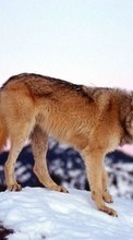 New 240x400 mobile wallpapers Animals, Wolfs free download.