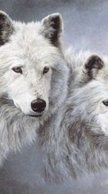 New mobile wallpapers - free download. Animals, Wolfs picture and image for mobile phones.