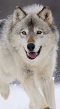 Animals, Wolfs for LG G Pad 7.0 V400