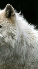 New 1024x600 mobile wallpapers Animals, Wolfs free download.