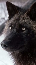 New 128x160 mobile wallpapers Animals, Wolfs free download.