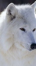 New 360x640 mobile wallpapers Animals, Wolfs free download.