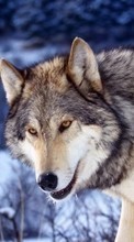 New 360x640 mobile wallpapers Animals, Wolfs free download.