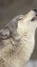 New mobile wallpapers - free download. Animals, Wolfs picture and image for mobile phones.