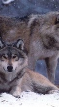 Animals, Wolfs, Winter for OnePlus 8