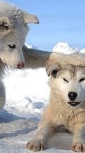 New mobile wallpapers - free download. Wolfs,Animals,Winter picture and image for mobile phones.