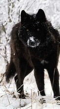 New 320x480 mobile wallpapers Animals, Wolfs, Winter free download.