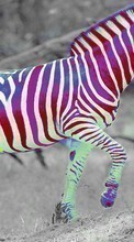 New mobile wallpapers - free download. Funny, Zebra, Animals picture and image for mobile phones.