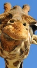 New 320x480 mobile wallpapers Humor, Animals, Giraffes free download.