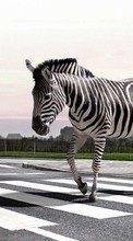 New mobile wallpapers - free download. Zebra,Animals picture and image for mobile phones.