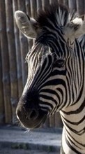 New 320x480 mobile wallpapers Animals, Zebra free download.