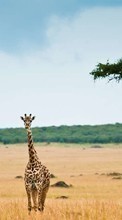 New mobile wallpapers - free download. Giraffes, Animals picture and image for mobile phones.