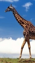 New mobile wallpapers - free download. Giraffes, Animals picture and image for mobile phones.