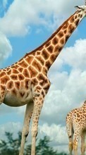 Giraffes,Animals for HTC One M8s