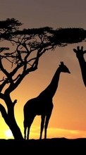 New mobile wallpapers - free download. Giraffes,Animals picture and image for mobile phones.