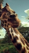 Giraffes,Animals for Sony Xperia Z5 Premium