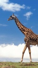 New mobile wallpapers - free download. Animals, Giraffes picture and image for mobile phones.