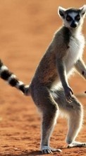 New 320x480 mobile wallpapers Animals, Lemurs free download.