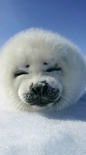 New 360x640 mobile wallpapers Animals, Winter, Snow free download.