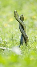 New mobile wallpapers - free download. Animals,Snakes picture and image for mobile phones.