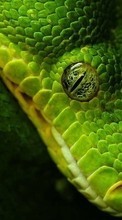 New mobile wallpapers - free download. Animals, Snakes picture and image for mobile phones.