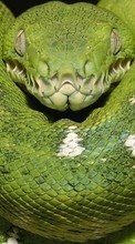 New mobile wallpapers - free download. Animals, Snakes picture and image for mobile phones.