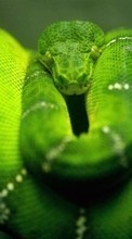 New 320x240 mobile wallpapers Animals, Snakes free download.