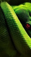 New 320x480 mobile wallpapers Animals, Snakes free download.